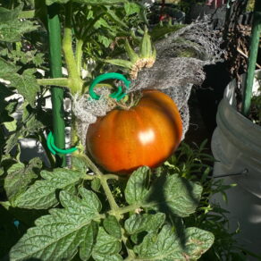 Reddish brown tomato among healthy green tomato foliage.